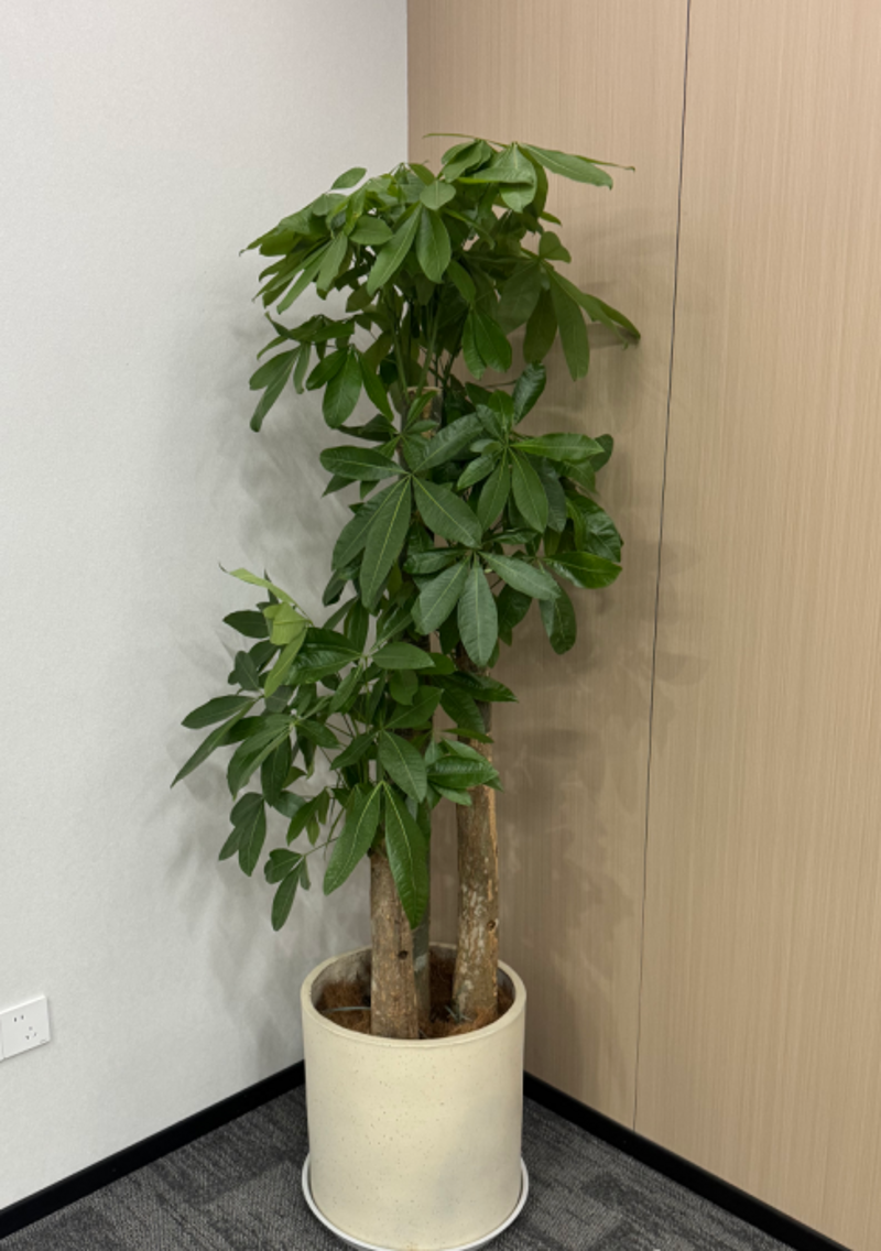办公室绿植租赁