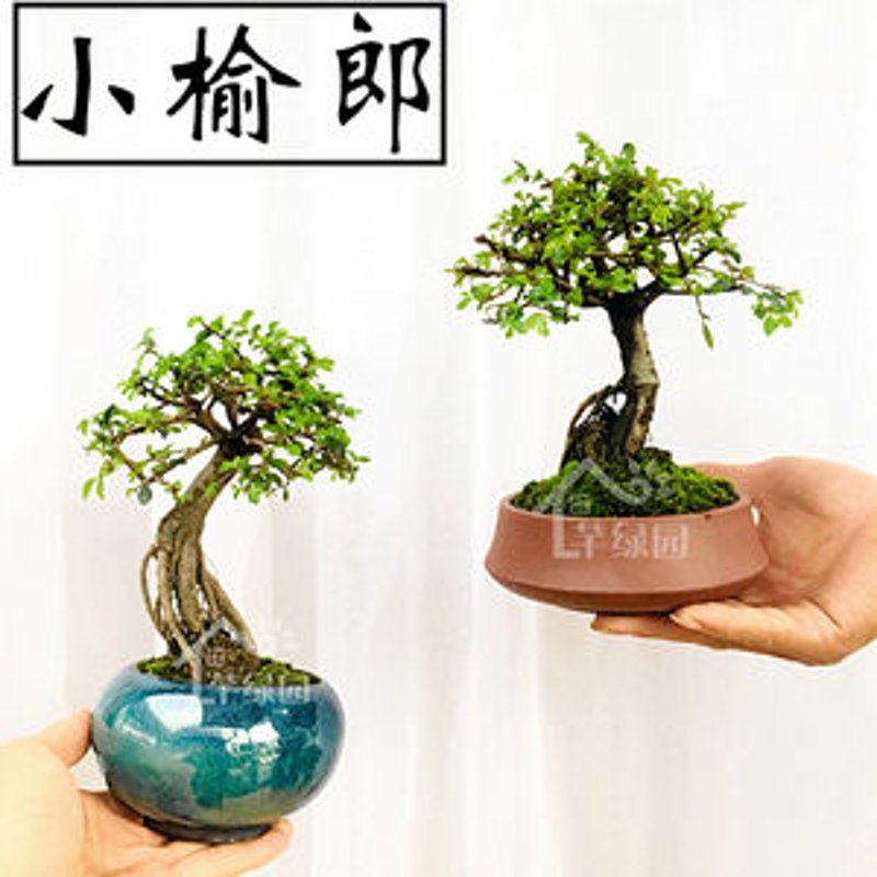 盆景批发
