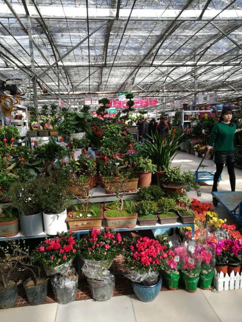 花卉市场的季节性变化