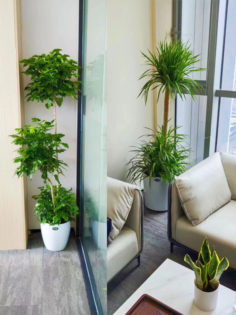 花卉租摆:城市绿肺与心灵慰藉的艺术