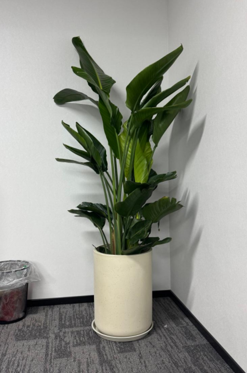 绿植盆栽批发：行业现状与未来趋势