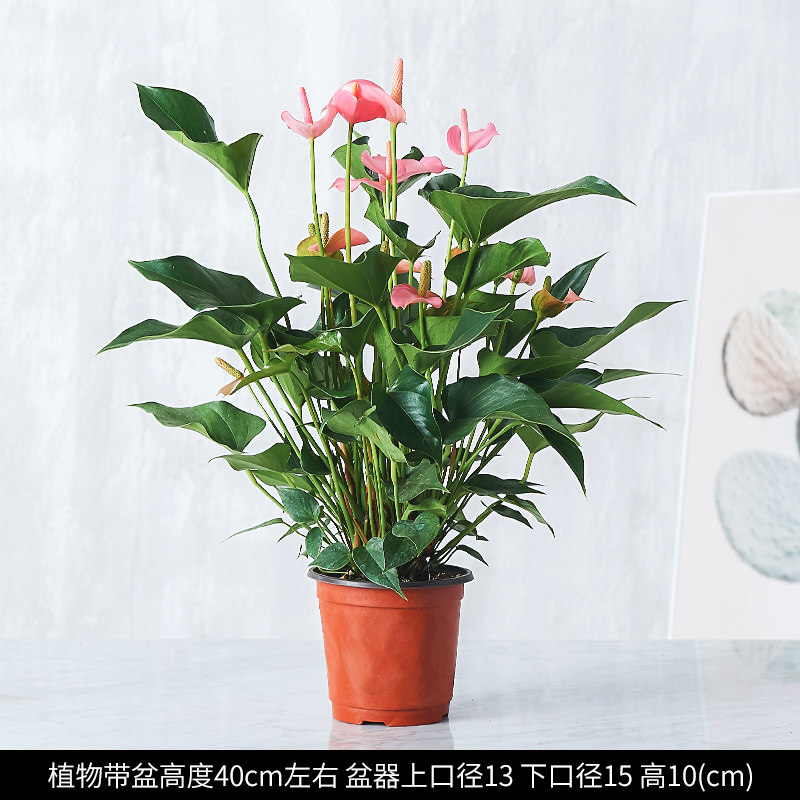 绿植盆栽批发市场新动态